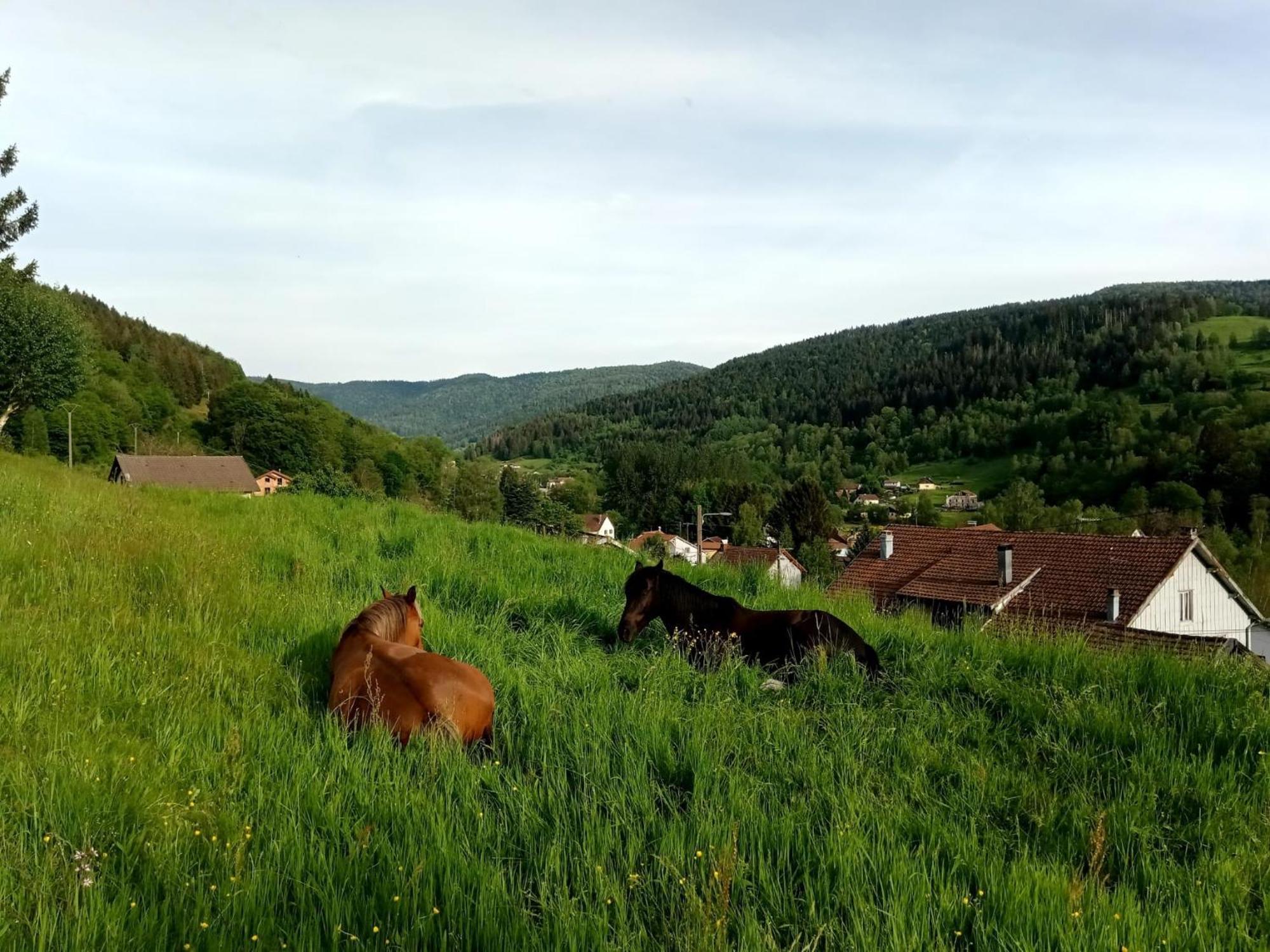 Gite De Famille Dans Les Vosges Saint-Maurice-sur-Moselle Exterior photo